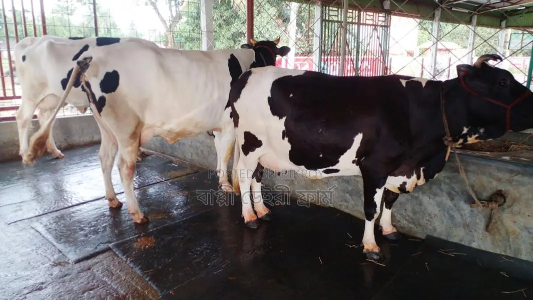 ১০২২ নং ৩টি গাভী গরু উন্নত জাতের ।