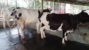 ১০২২ নং ৩টি গাভী গরু উন্নত জাতের ।