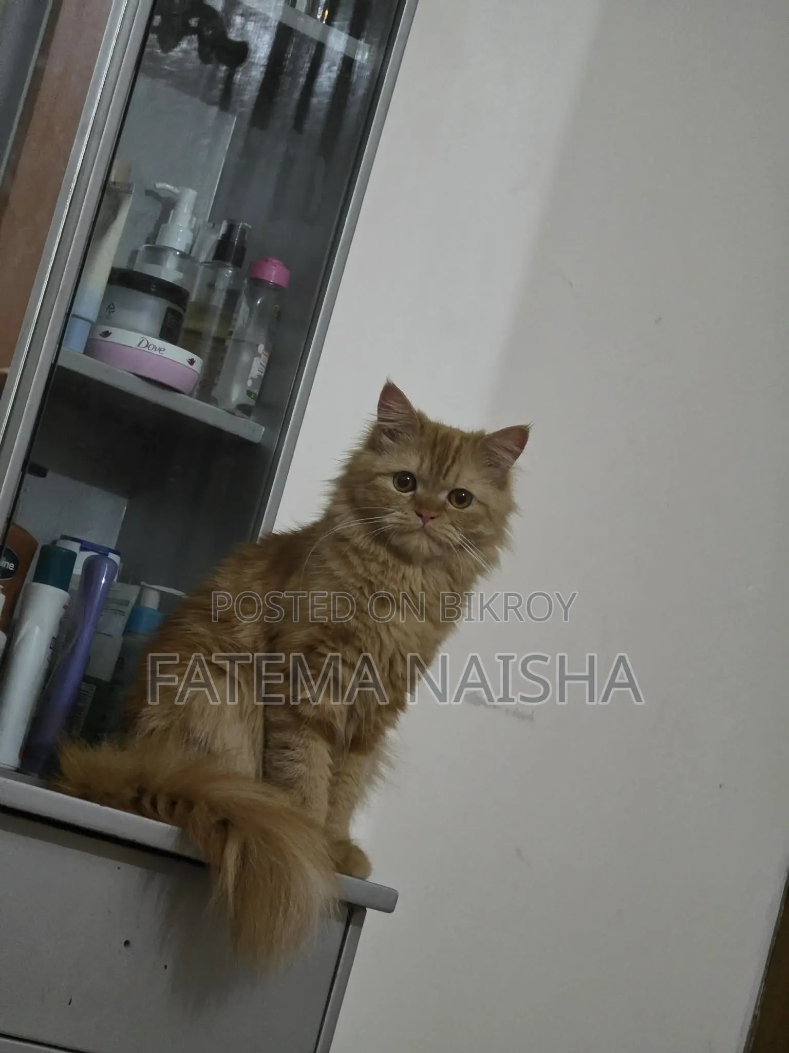 Traditional Persian New Adult Female