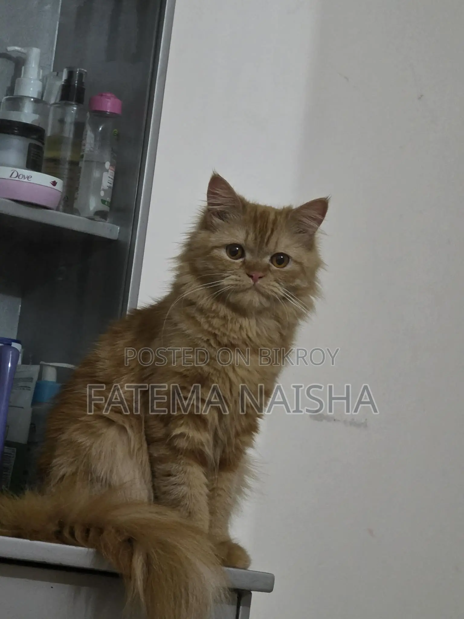 Traditional Persian New Adult Female
