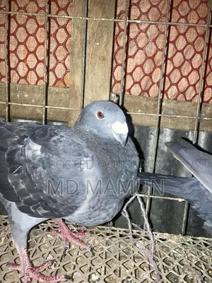 A pair of Beauty Homa pigeons for sale