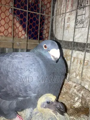 A pair of Beauty Homa pigeons for sale