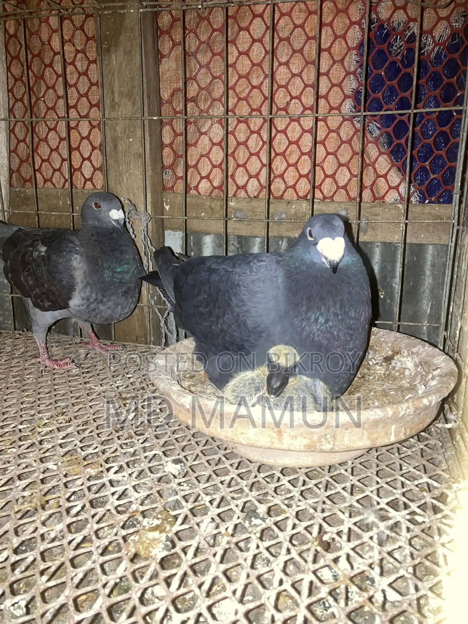 A pair of Beauty Homa pigeons for sale
