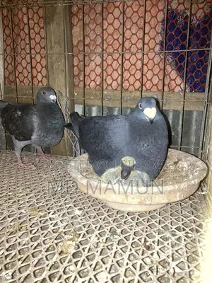 A pair of Beauty Homa pigeons for sale