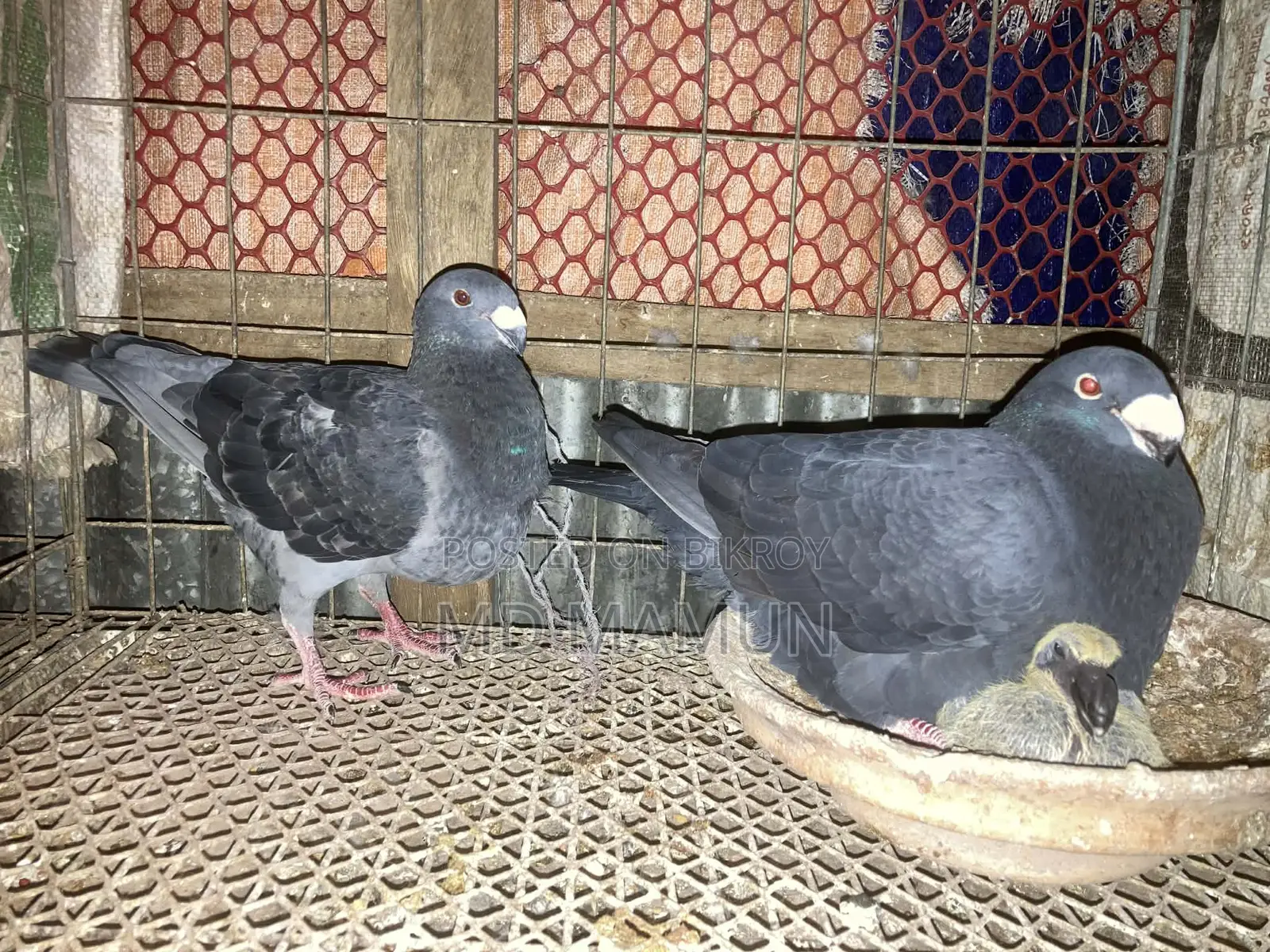 A pair of Beauty Homa pigeons for sale