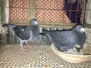 A pair of Beauty Homa pigeons for sale