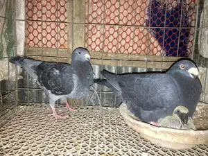A pair of Beauty Homa pigeons for sale