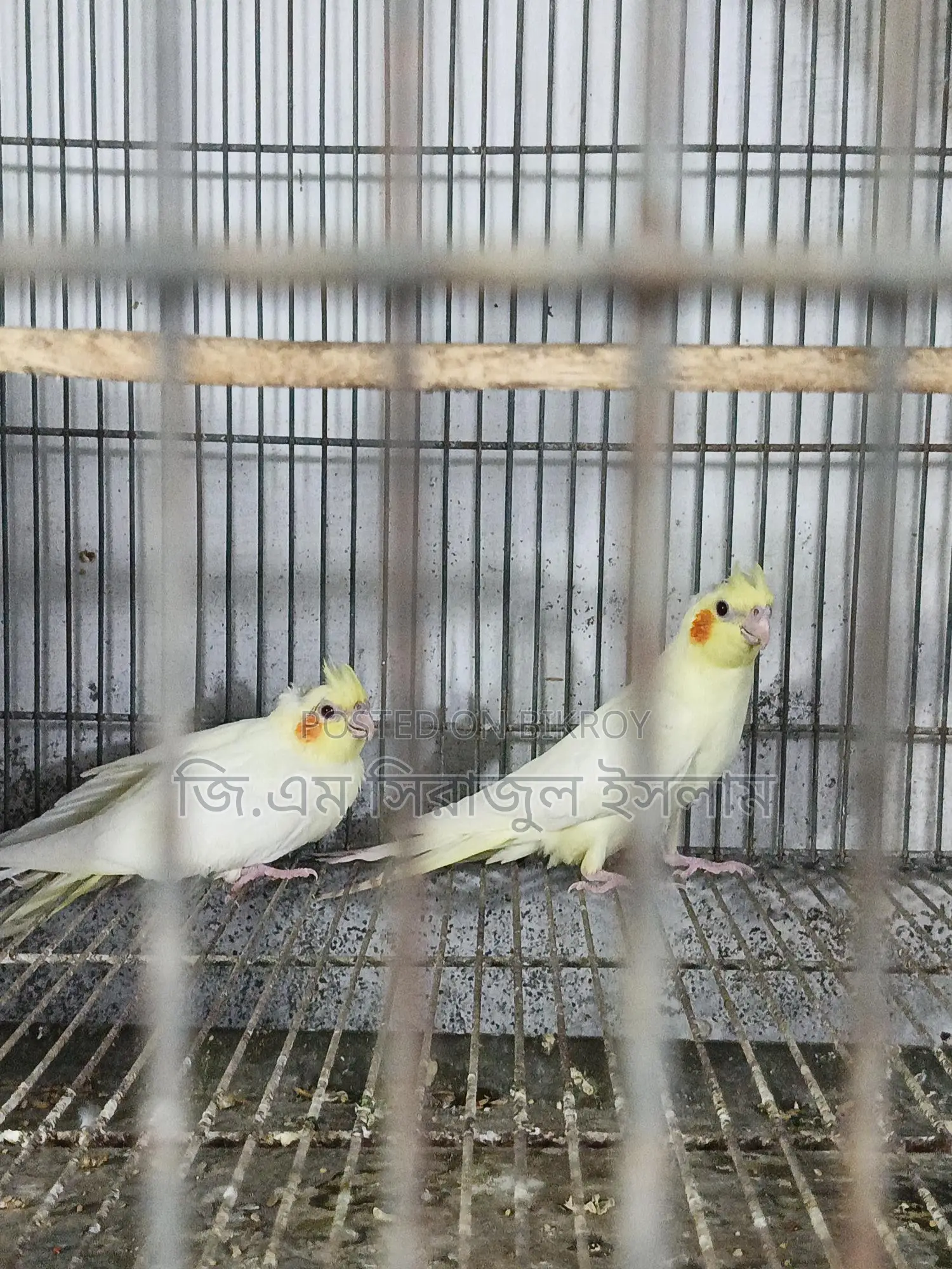 ৩ পিচ লুটিনো কোকাটেল পাখির বাচ্চা বিক্রি হবে