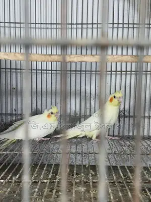 ৩ পিচ লুটিনো কোকাটেল পাখির বাচ্চা বিক্রি হবে