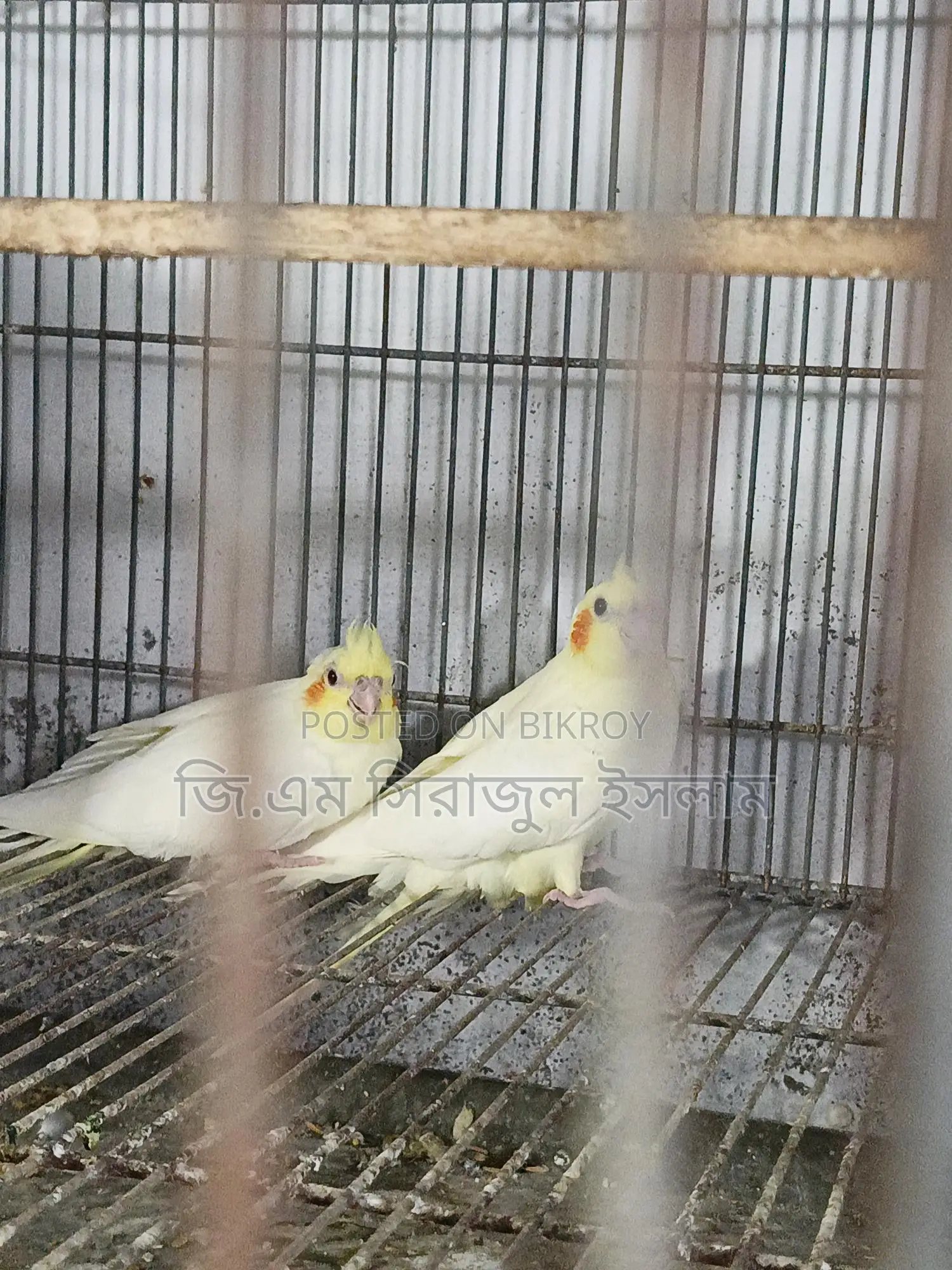 ৩ পিচ লুটিনো কোকাটেল পাখির বাচ্চা বিক্রি হবে