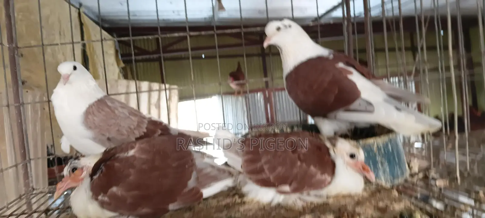 Running Pigeon