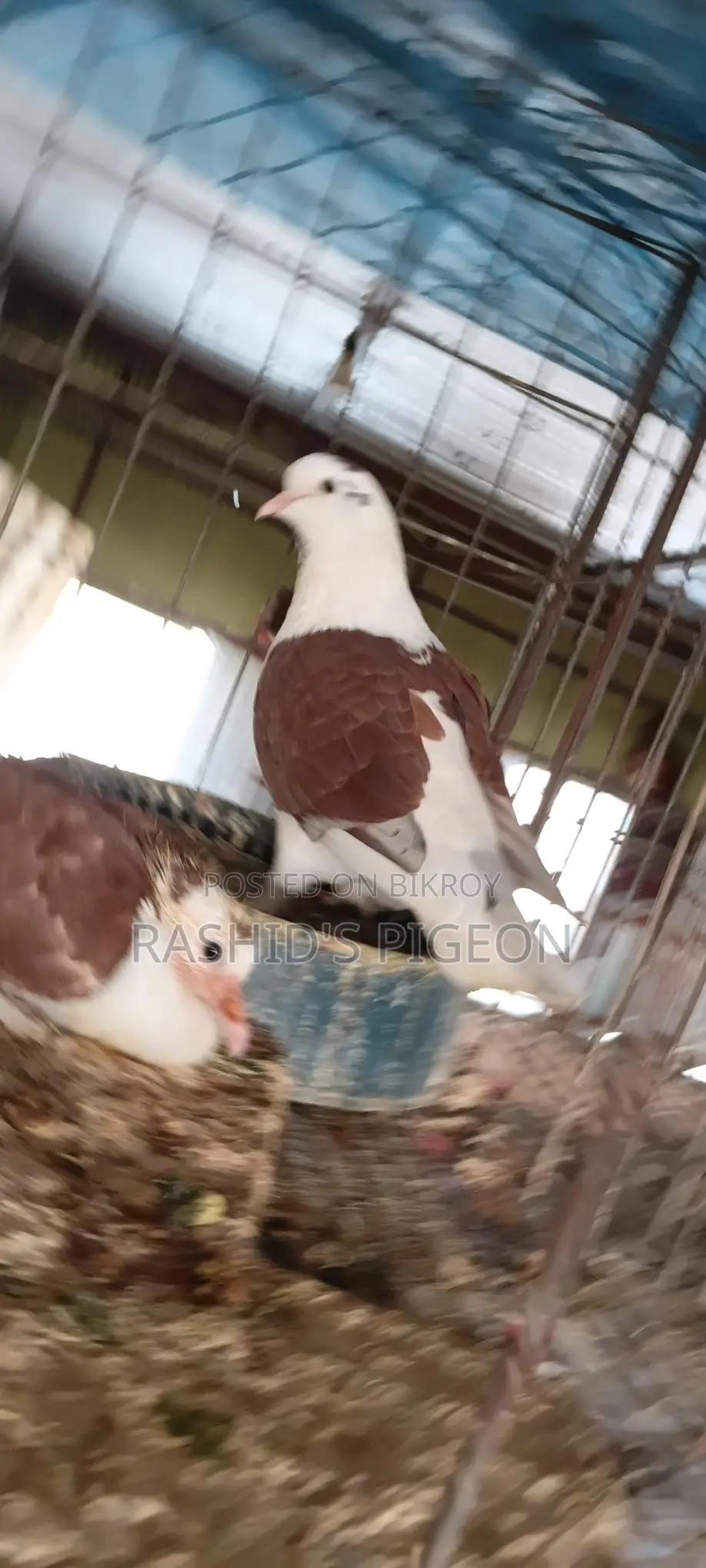 Running Pigeon
