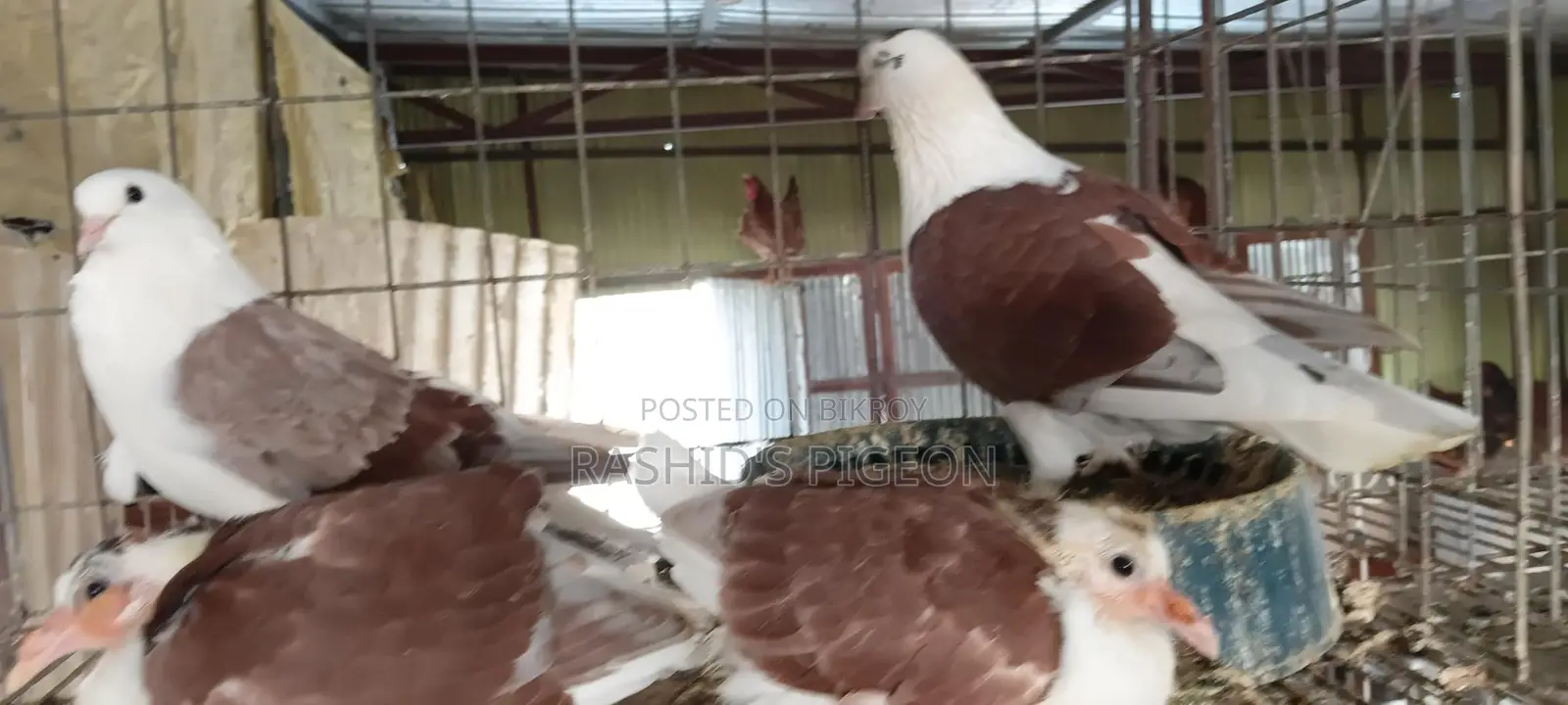 Running Pigeon