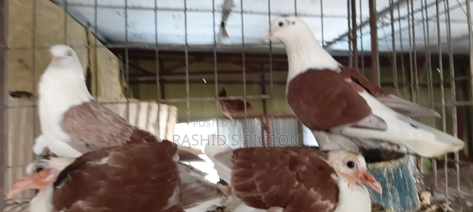 Running Pigeon