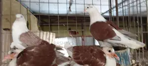 Running Pigeon