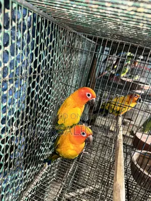 বিডিং পেয়ার সানকুনর ডিএনএ করা