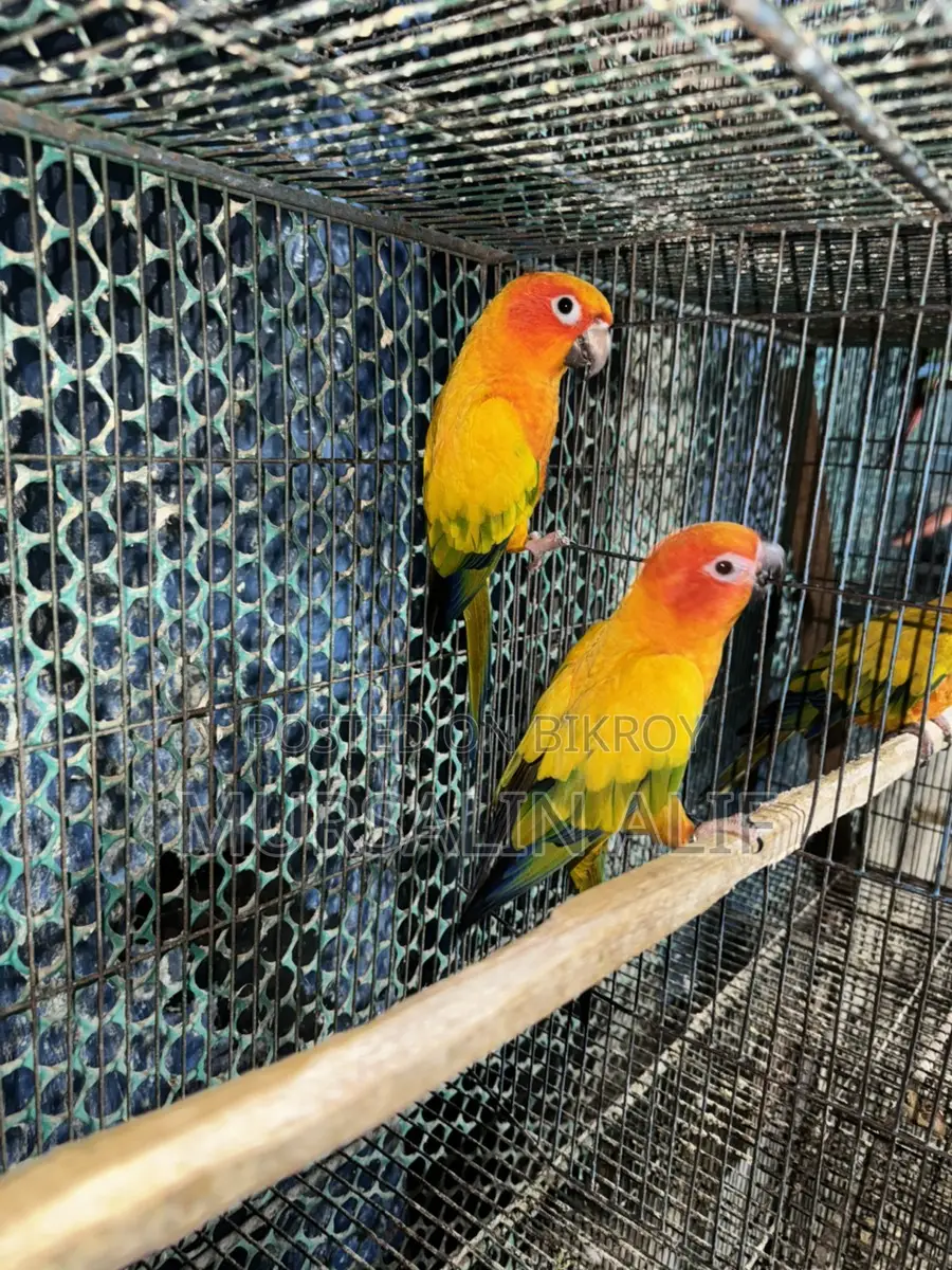 বিডিং পেয়ার সানকুনর ডিএনএ করা
