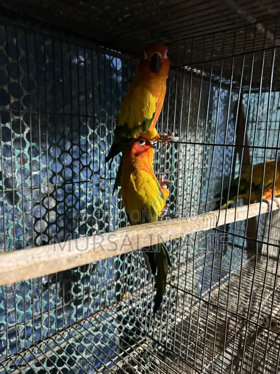 বিডিং পেয়ার সানকুনর ডিএনএ করা