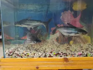 Dragon Fish