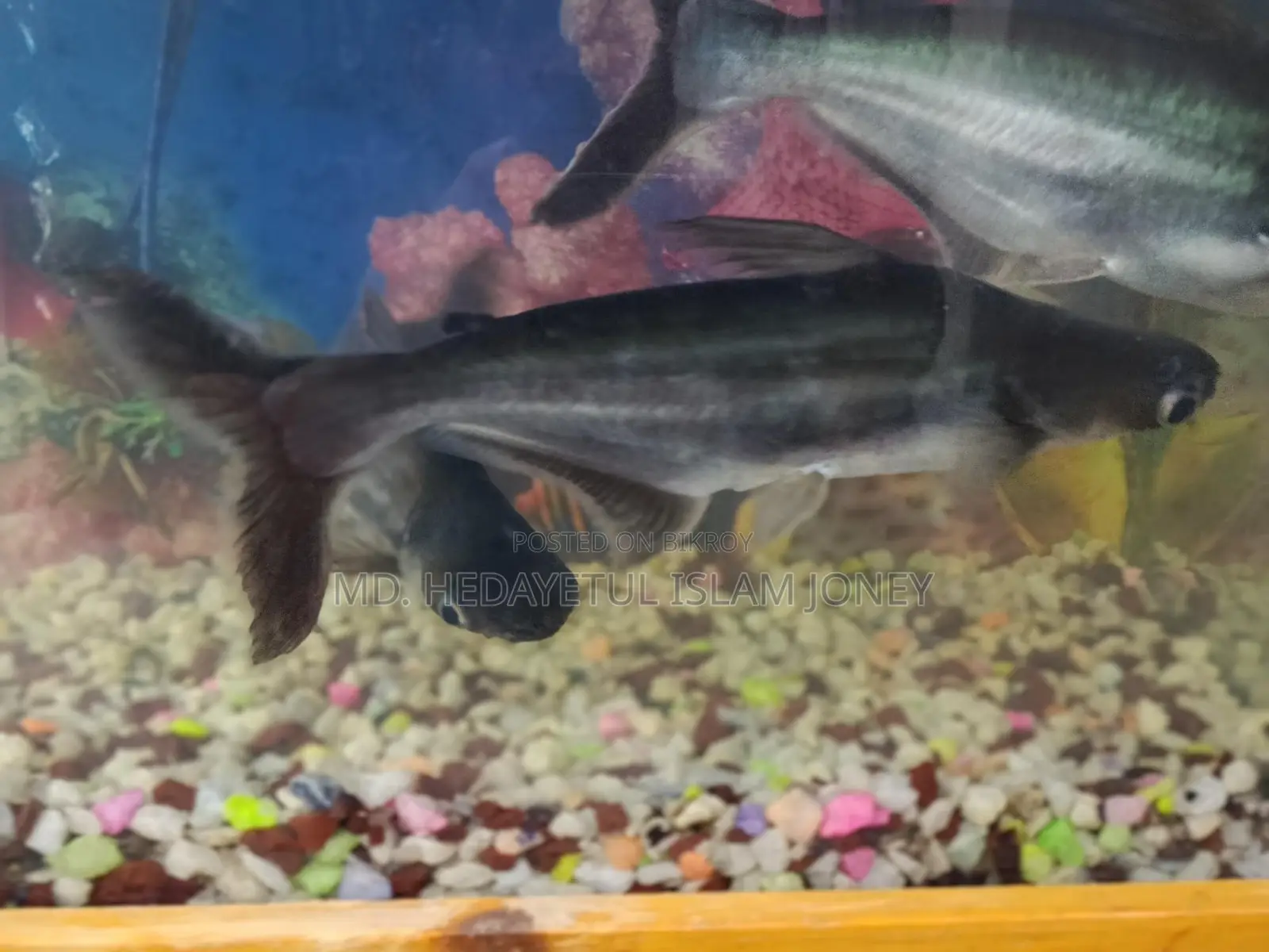 Dragon Fish