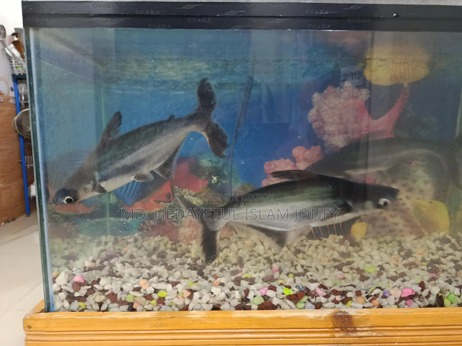 Dragon Fish