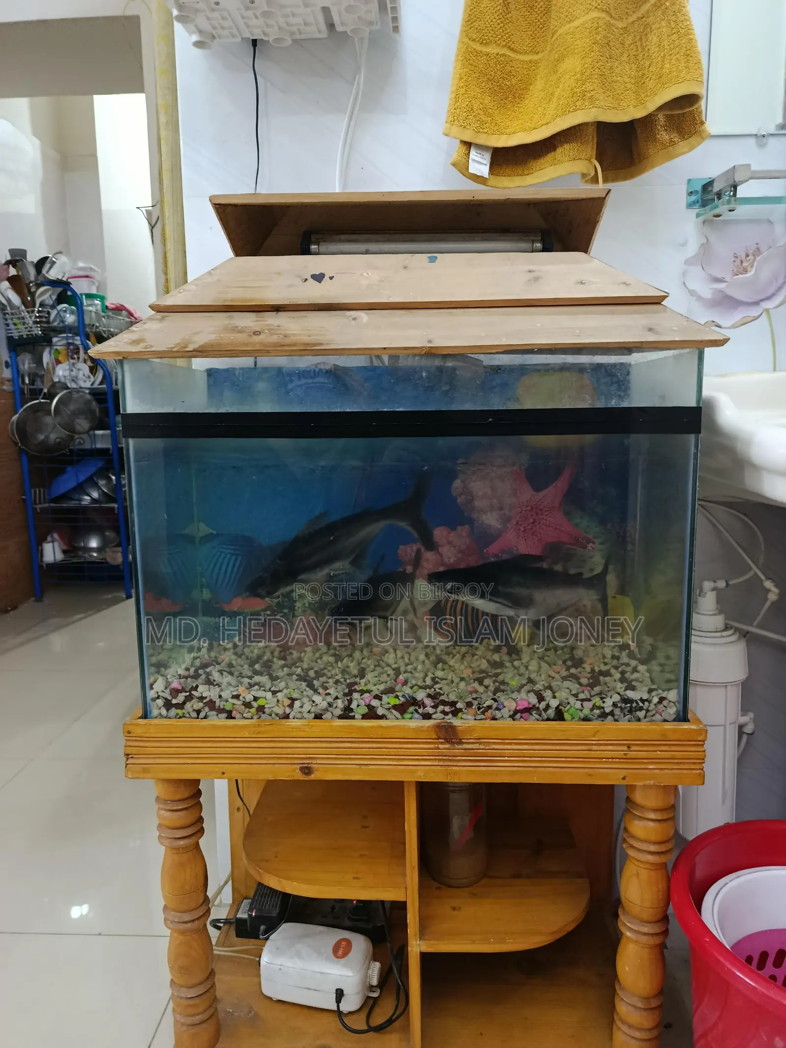 Dragon Fish
