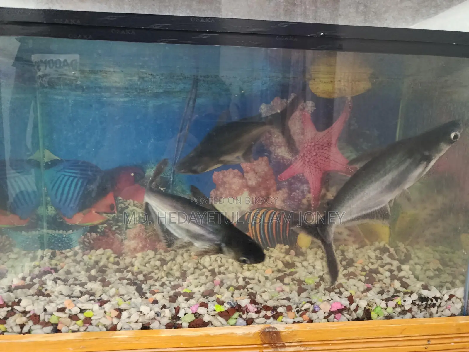 Dragon Fish