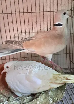 ১ জোড়া ঘুঘু পাখি