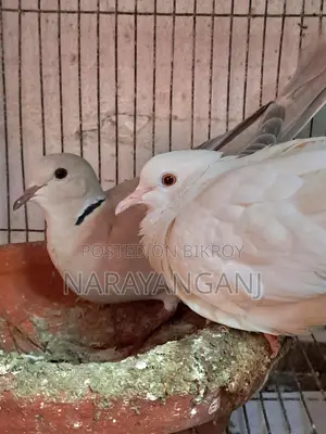 ১ জোড়া ঘুঘু পাখি