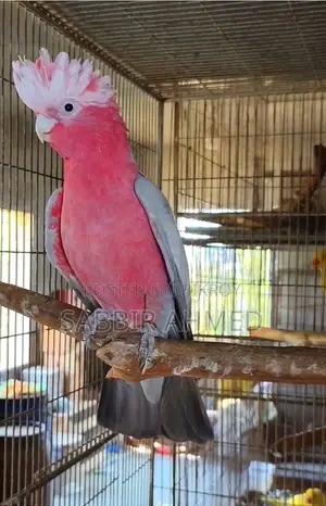 Galah Cockatoo Half-Tame