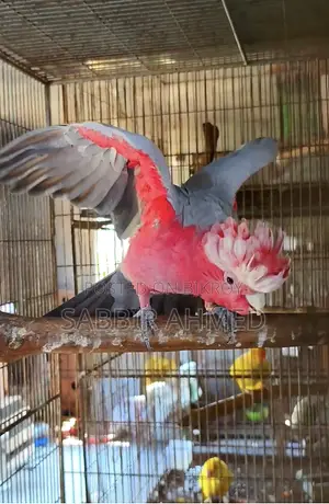 Galah Cockatoo Half-Tame