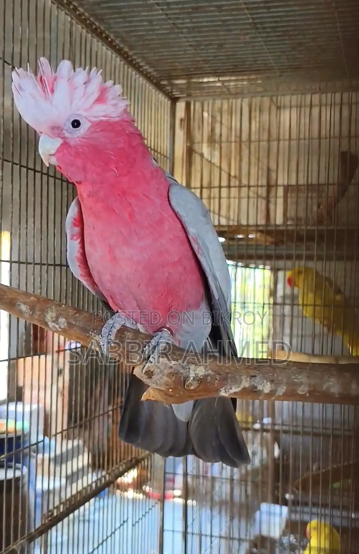 Galah Cockatoo Half-Tame