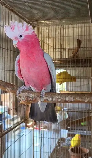 Galah Cockatoo Half-Tame