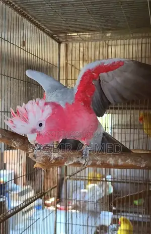 Galah Cockatoo Half-Tame