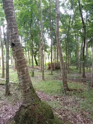 Garden House, Land for Sale