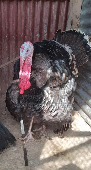1 Pair of Turkey Chickens for Sale