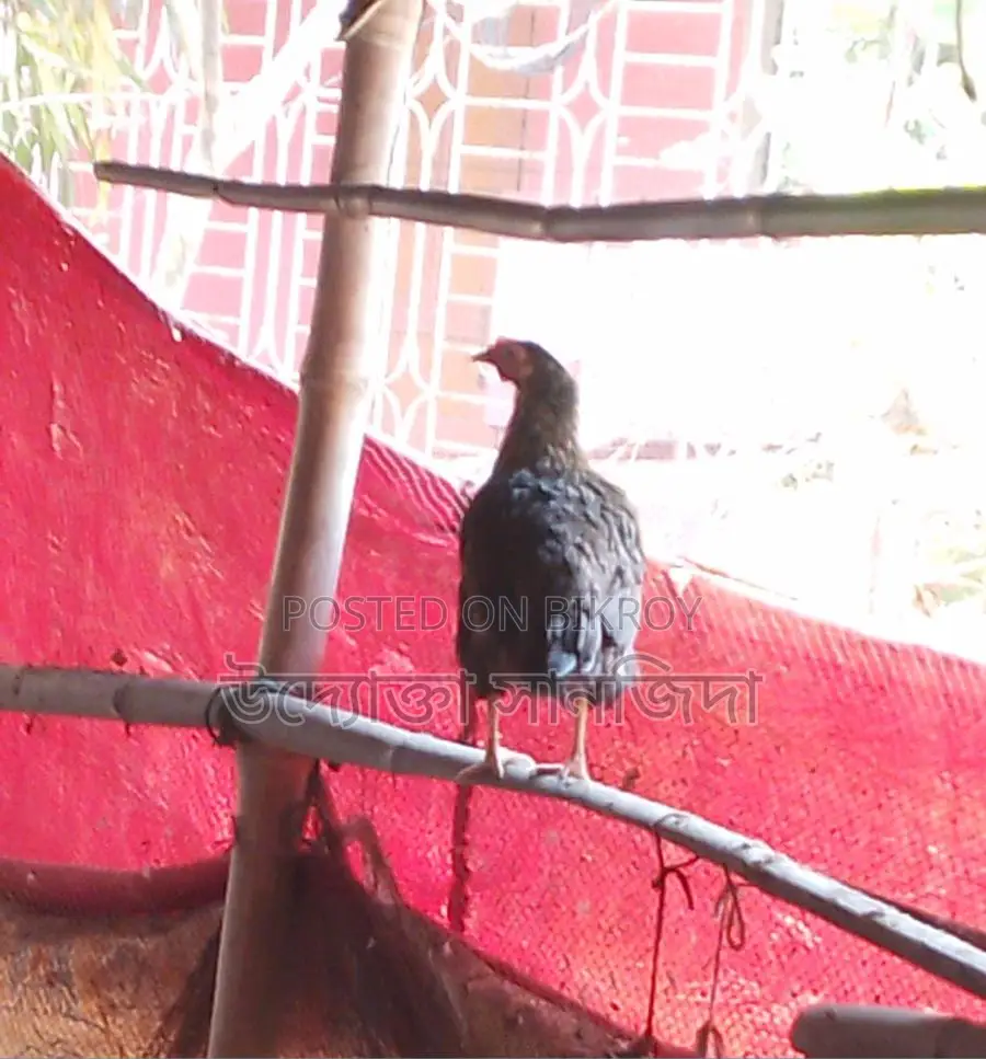 1 Pair of Turkey Chickens for Sale