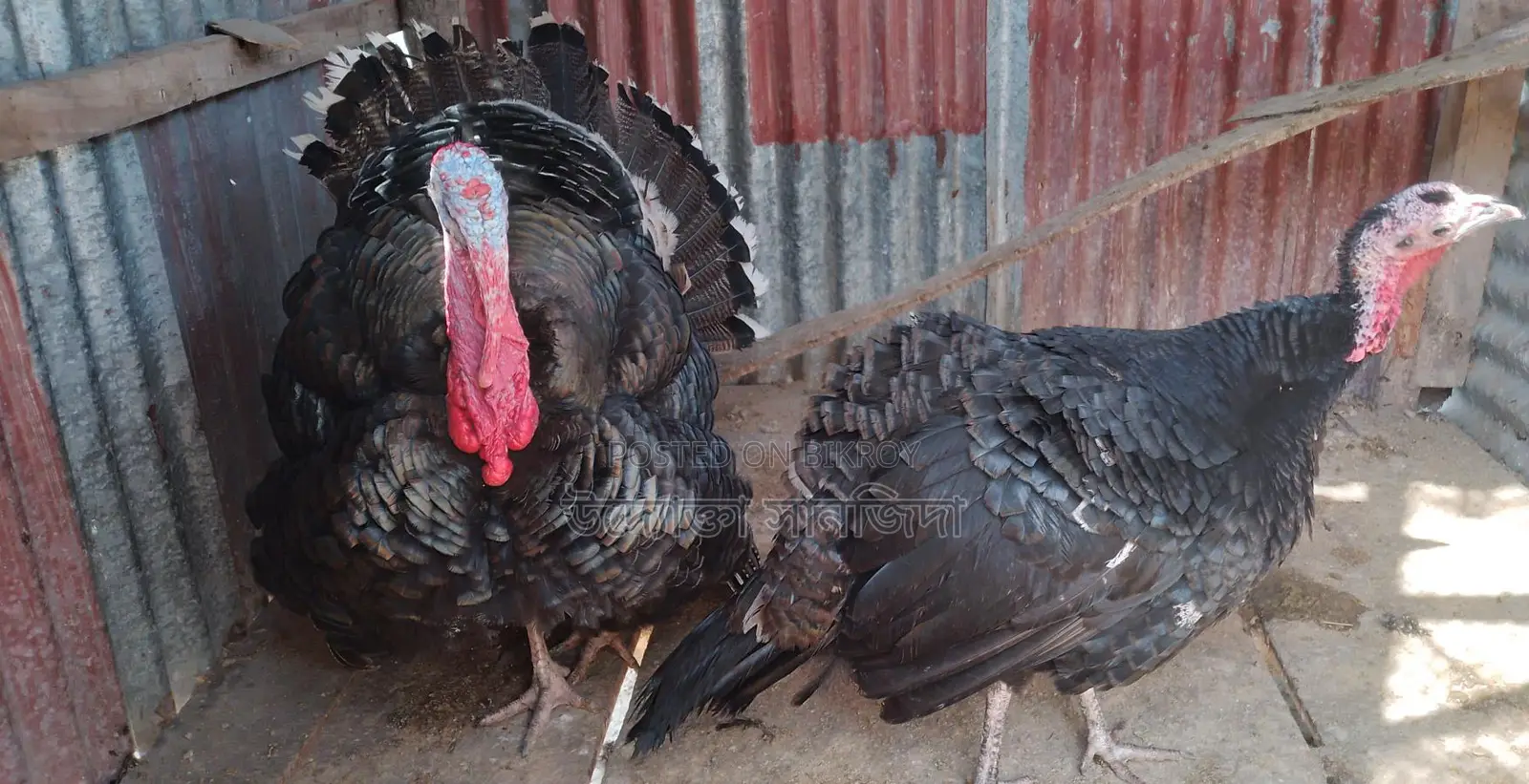 1 Pair of Turkey Chickens for Sale