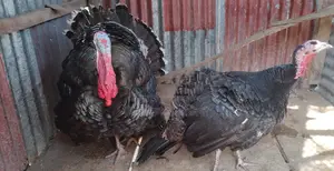 1 Pair of Turkey Chickens for Sale