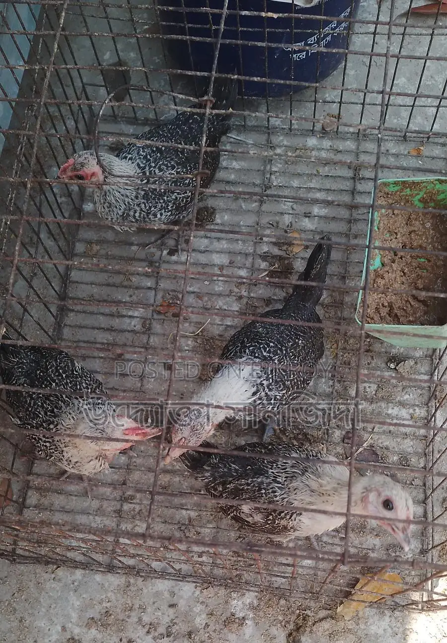 1 Pair of Turkey Chickens for Sale
