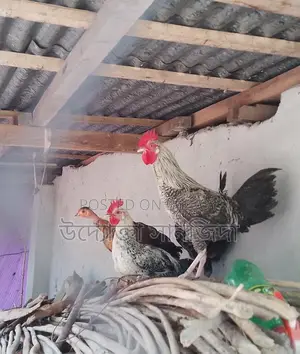 1 Pair of Turkey Chickens for Sale