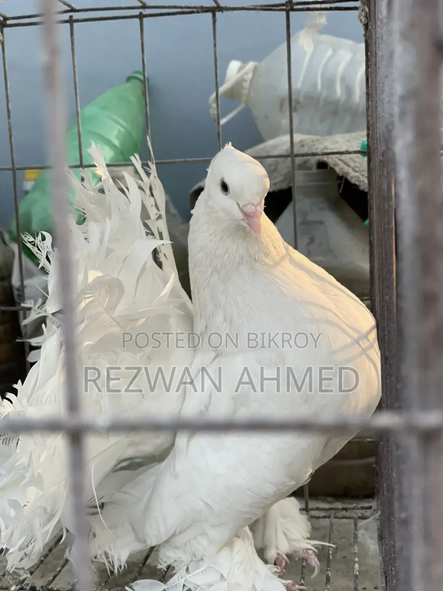 Lokkha Adult Pigeon