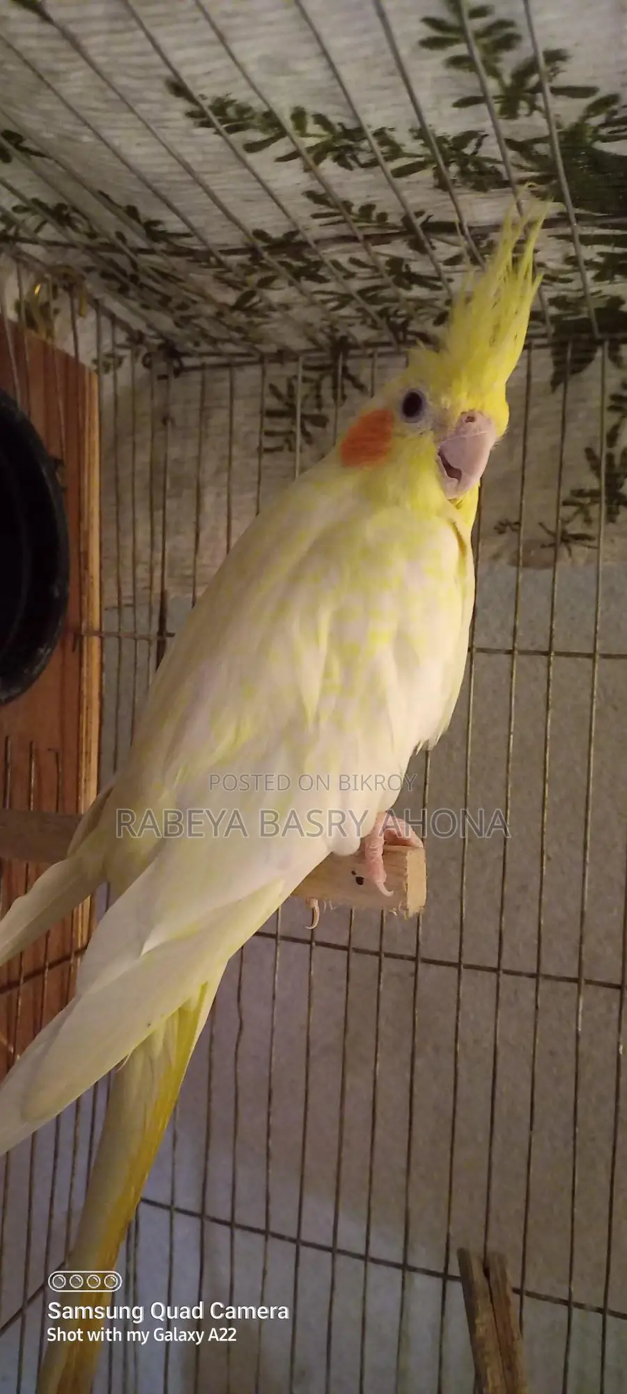 Cockatiel Lutino Pair