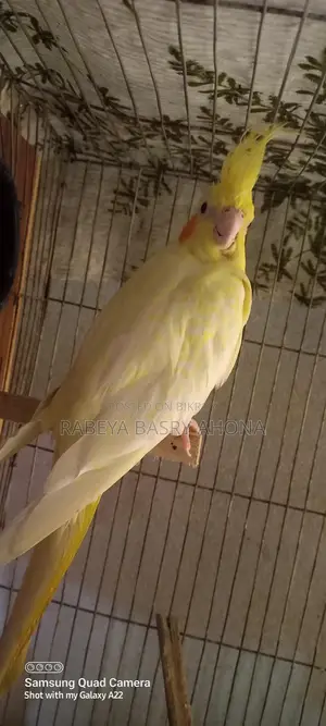 Cockatiel Lutino Pair