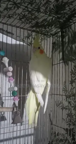 Cockatiel Lutino Pair