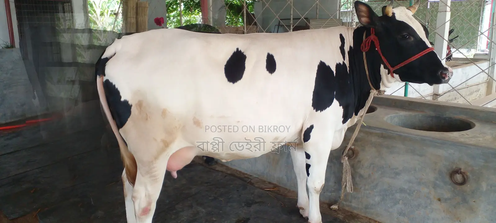 ১০০৬নং গাভী বিক্রয় হবে।
