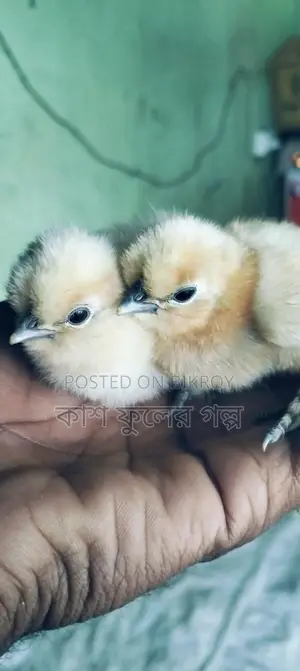 Silky Murgi Baby