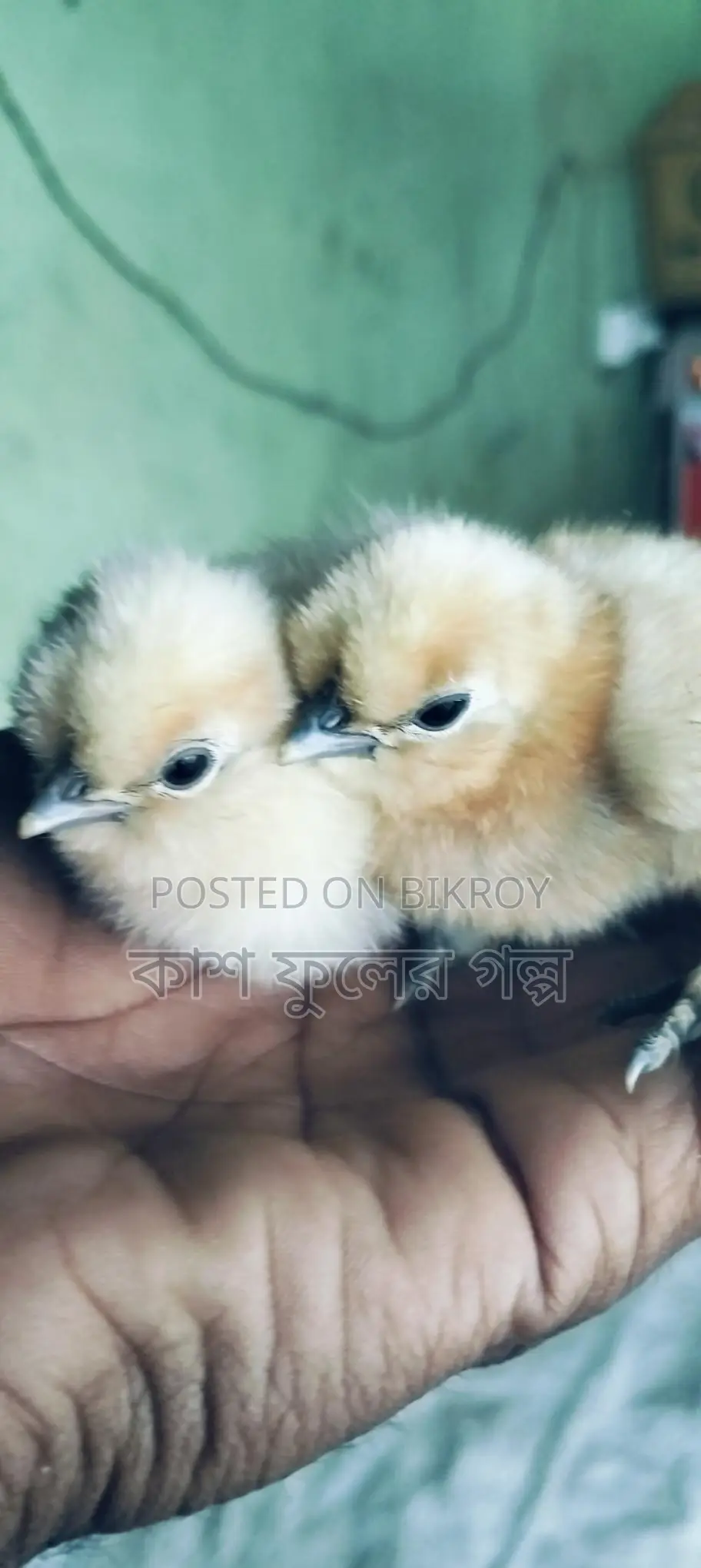 Silky Murgi Baby