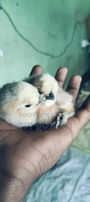 Silky Murgi Baby