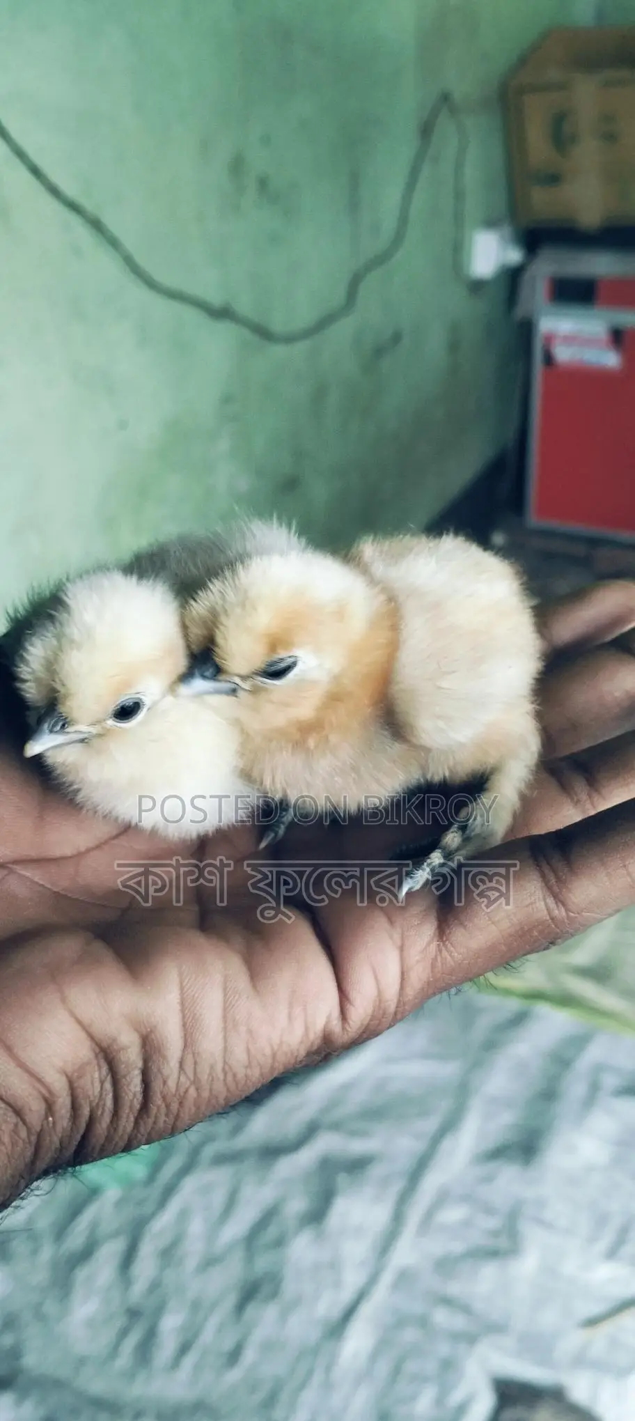 Silky Murgi Baby